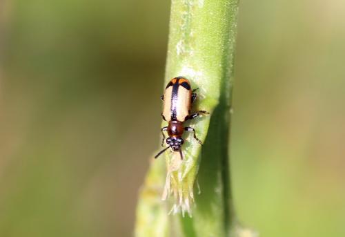 Crioceris paracenthesis